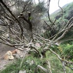 Enchanted Forest, Cape Nelson