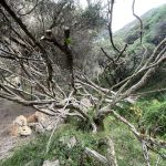 Enchanted Forest, Cape Nelson