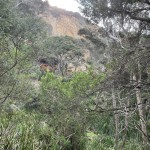 Landslip, Enchanted Forest, Cape Nelson.