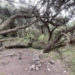 Enchanted forest, Cape Nelson