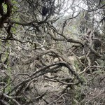 Tangled in the Enchanted forest