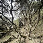 Enchanted forest, Cape Nelson