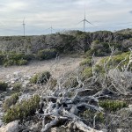 Wind turbines from Sea Cliffs walk.