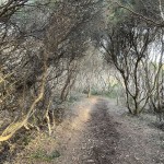 Sea cliffs walking track