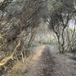 Sea cliffs walking track