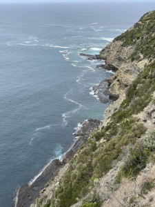 Seal Colony, Cape Bridgewater