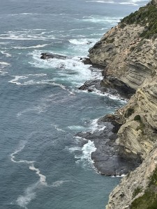 Seal, Cape Bridgewater