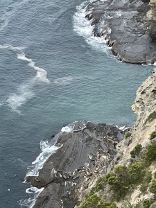 Seals on the Rock Platform, Cape Bridgewater
