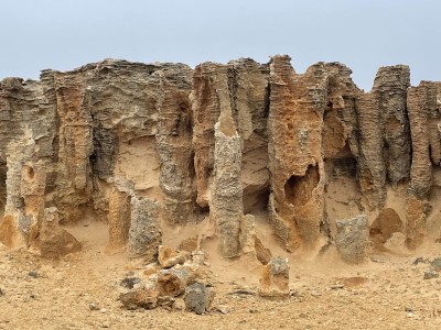 Forest tree trunks, Petrified Forest, Cape Bridgewater