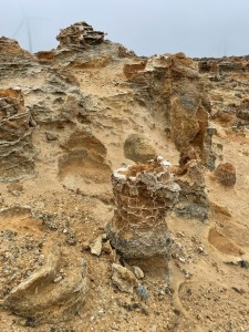 Petrified Forest - tree stumps, Cape Bridgewater