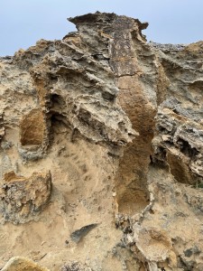 Detail, Petrified Forest Cape Bridgewater
