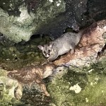 Possum in the Umpherston Sinkhole, Mt Gambier SA