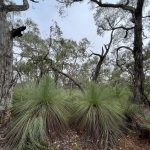Bushland beside the Glenelg river