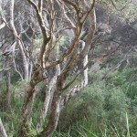 Enchanted Forest Cape Nelson