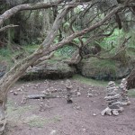 Fairy glade, Enchanted forest, Cape Nelson