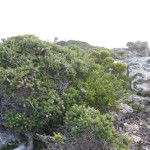 Low vegetation on Cape Nelson
