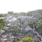 Windswept vegetation, Sea cliffs.