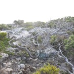 Windswept vegetation, Sea cliffs.