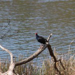 Bird at Valley Lake, Mt Gambier SA
