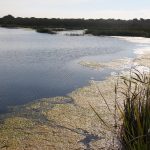 Picannini Ponds, SA