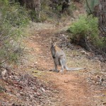 Wallaby on the track