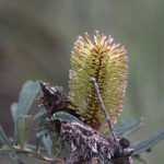 Beside the Glenelg river.