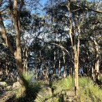 Views to Dead Horse Bay.