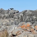 Shag on a rock, Bing Bingi.